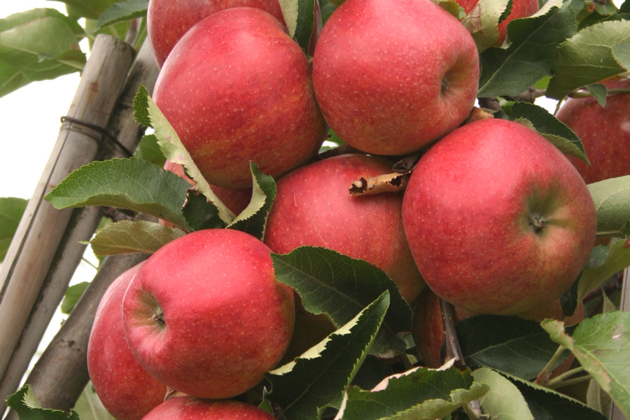 Novajo apples with deep red blush on the tree